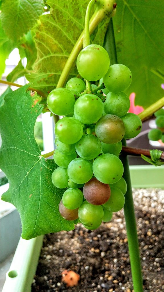 ベランダの鉢植えデラウェアの生育期 Laisser Faire